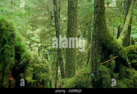 La Forêt nationale de Tongass, la plus grande forêt tropicale, le sud-est de l'Alaska, USA Banque D'Images