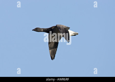 Brent Goose Branta bernicla en vol sur fond de ciel bleu titchwell Norfolk Banque D'Images