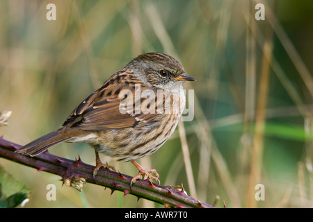 Nid Prunella modularis assis de côté sur bramble à bedfordshire potton plein cadre d'alerte Banque D'Images