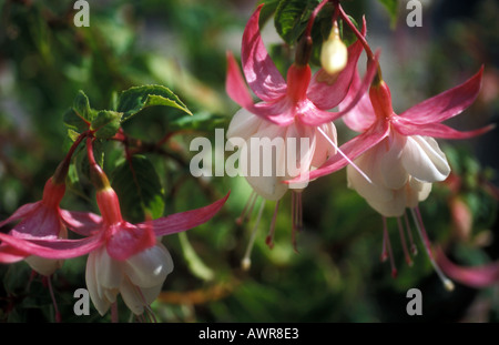 Fuchsia Banque D'Images