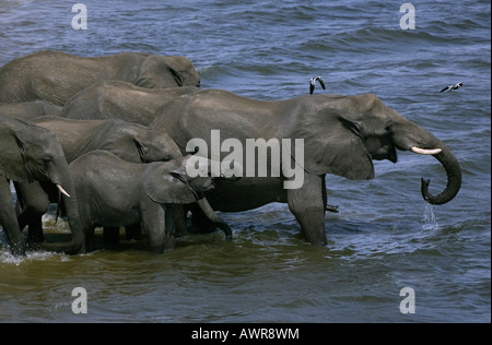 Un troupeau d'éléphants d'Afrique, Loxodonta africana, boire dans la rivière Chobe dans le Parc National de Chobe game reserve au Botswana Afrique du Sud Banque D'Images