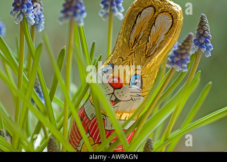 Lapin de Pâques en chocolat au milieu de fleurs muscaris Banque D'Images