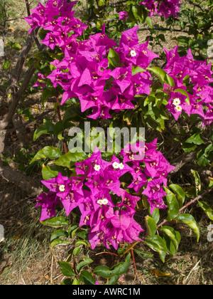 Fleurs de bougainvilliers pourpres Banque D'Images