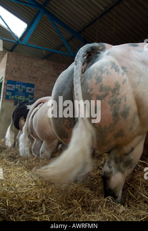 3 Trois bovins Blanc Bleu Belge au fond de vache le grand Yorkshire Show à Harrogate. Banque D'Images