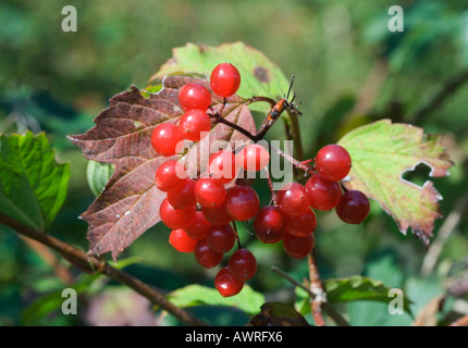 Fruits de l'Guelder Rose (Viburnum opulus) Gloucestershire, Royaume-Uni Banque D'Images