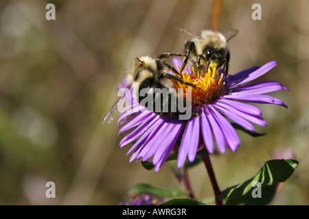 Golden Northern Bumble Bee (Bombus fervidus) Bumble Bee insecte pollinisation fleur violette gros plan vue de dessus personne horizontal aux États-Unis haute résolution Banque D'Images