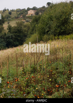 Tomates rouges mûres dans jardin Marsciano Ombrie Italie Banque D'Images