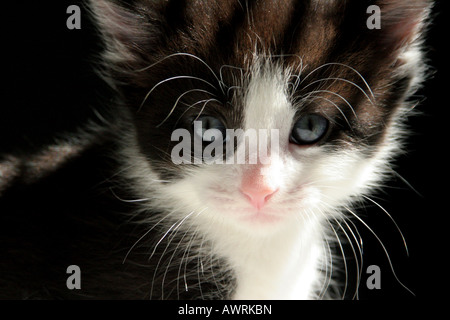 Un noir et blanc 6 semaine chaton aux yeux bleus Banque D'Images