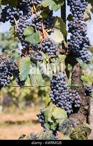 Vignoble de raisin près de Montepulciano Toscane Italie Banque D'Images