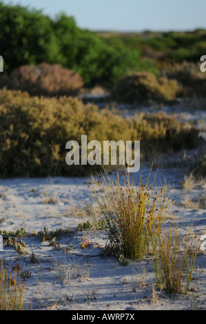 Les herbes et les plantes qui poussent sur les dunes de sable de sémaphore à Adelaide, Australie du Sud Banque D'Images