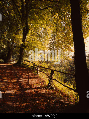 Recherche le long d'une voie jonchée de feuilles d'automne comme il l'intermédiaire de courbes de la forêt dans les Wye Valley South Wales UK Banque D'Images