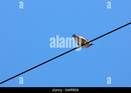 La simple sparrow le fil télégraphique avec fond de ciel bleu Passer domesticus Banque D'Images