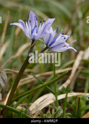 Spring Squill, scilla verna Banque D'Images