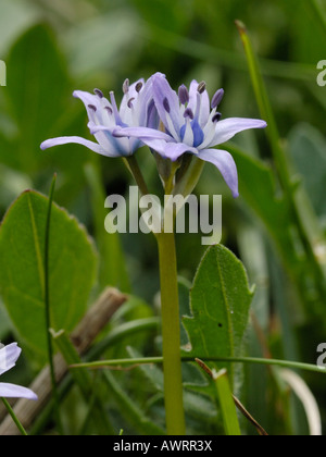 Spring Squill, scilla verna Banque D'Images