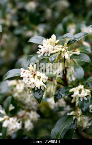 OSMANTHUS X BURKWOODII AGM Banque D'Images