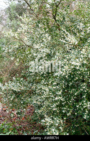 OSMANTHUS X BURKWOODII AGM Banque D'Images