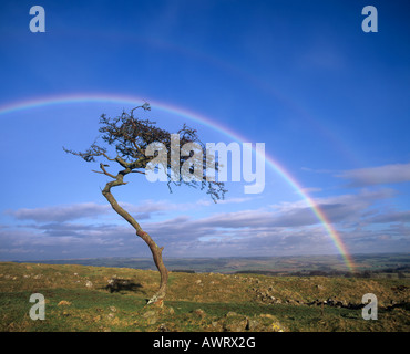 Le vent a balayé l'aubépine arbre et un double arc-en-ciel sur le mur d'Hadrien, Sentier National Parc National de Northumberland, Angleterre Banque D'Images