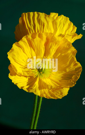 L'Islande Papaver nudicaule Pavot Banque D'Images