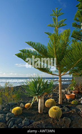 Collection typique de cactus et de sapins poussant dans le sol volcanique sur la côte ouest de Lanzarote à El Golfo Canaries Banque D'Images