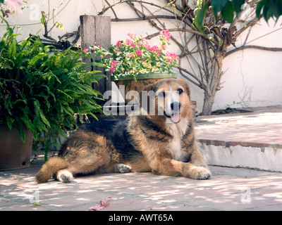 Chien reposant sur un sol carrelé patio méditerranéen Sandy close up portrait of lying alerte inclinable Inclinable repos en attente d'attente Banque D'Images