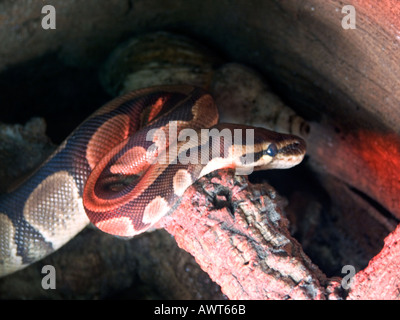 Ballon captif ou Python Python royal (Python regius) Banque D'Images