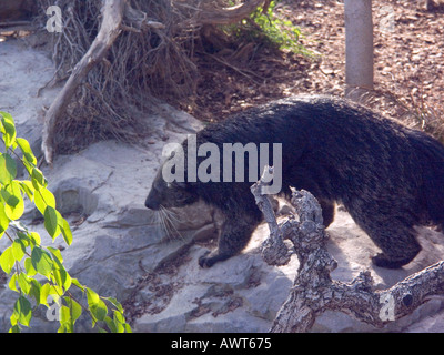 Arctictis Binturong (bearcat en captivité) binturong, binturong, lent, bearcats, animal arboricole, Banque D'Images