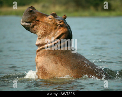 HIPPOPOTAMUS Hippopotamus amphibius Banque D'Images
