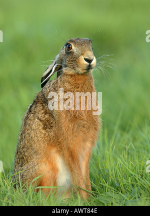 Lièvre brun Lepus capensis Banque D'Images