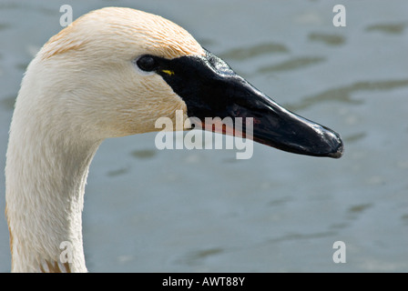 Cygne trompette (Cygnus buccinator) portrait de profil Banque D'Images