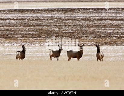 Petit troupeau de cerfs mulets en hiver Banque D'Images