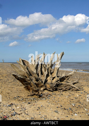 Souche d'arbre sur la plage à Benacre dans le Suffolk, Angleterre, RU Banque D'Images