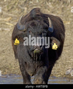 L'eau domestiquée Buffalo Lake Kerkini Grèce hiver Banque D'Images