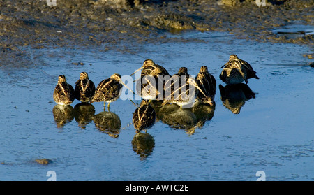 La Bécassine des marais Gallinago gallinago perchoir troupeau à l'aube sur la piscine d'hiver glacial Kent UK Banque D'Images