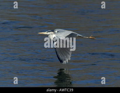 Héron cendré Ardea cinerea Kent UK Janvier Banque D'Images