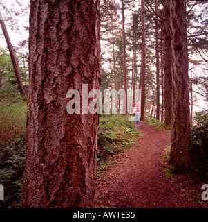 Chemin de randonnée à travers Sapins de Douglas (Pseudotsuga menziesii) dans des forêts pluviales tempérées de la côte ouest, en Colombie-Britannique, British Columbia, Canada Banque D'Images