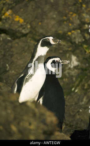 Manchot de Humboldt (Spheniscus humboldti) (à gauche) en voie de disparition, aux côtés de plus commun-Isla Chiloe Chili Banque D'Images