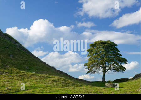 Sycamore Gap sur mur d'Hadrien, près de une fois préparé, Northumberland, England, UK Banque D'Images