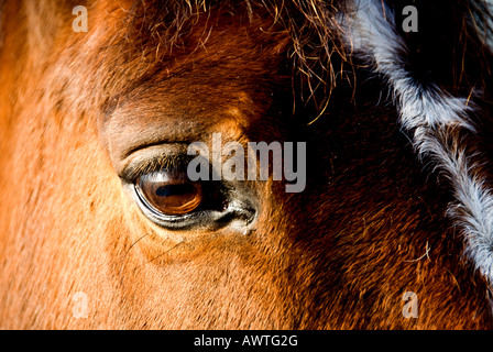 Horse - Une vue rapprochée de l'œil d'un cheval. Banque D'Images