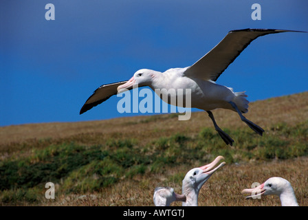 Le grand albatros Diomeda exulans Albatros errant en paire d'affichage de vol Îles Diomedea ambiance africaine de l'Afrique de l'UICN trop Afro Banque D'Images