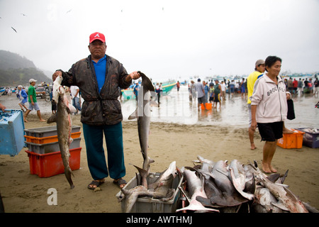 Pêcheur avec 2 requins-marteaux sur beach Puerto Lopez Equateur Amérique du sud du port de pêche Banque D'Images