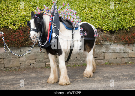Clydesdale Shire tirant lourd cheval avec blazers blancs, harnais décoré, brides de chevaux et blinkers tenu par Scottish Handler, Écosse, Royaume-Uni Banque D'Images