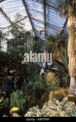 Divers cactus trouvés dans la princesse de Galles (Diana) conservatory à Kew Banque D'Images