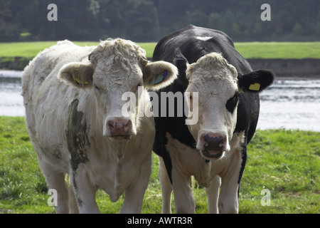 Sur une ferme de bovins au Royaume-Uni Banque D'Images