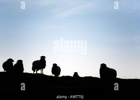 Silhouette de mouton debout sur une colline sur les Yorkshire Dales. UK Banque D'Images