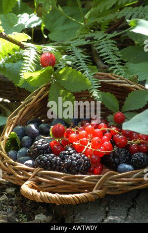 Fruits Frutti di Bosco Banque D'Images