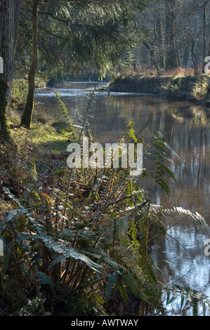 Poundhill Blackwater Enceinte Rhinefield Ornimental en voiture la nouvelle forêt Hampshire England UK Banque D'Images