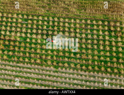 Poudrage des récoltes dans les vergers de pommiers, aerial photo Banque D'Images