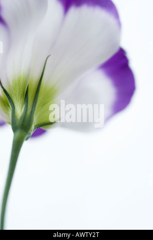 Portrait d'une fleur Lisianthus Mauve et blanc sur fond blanc Banque D'Images