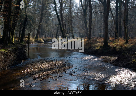 Poundhill Blackwater Enceinte Rhinefield Ornimental en voiture la nouvelle forêt Hampshire England UK Banque D'Images