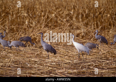 Grue blanche, Grus americana, et la grue, Grus canadensis), l'alimentation en champ de maïs. Banque D'Images